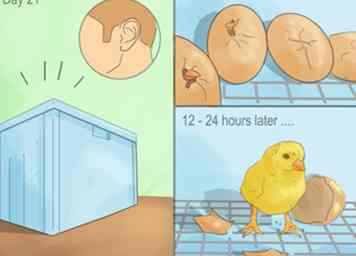 Comment faire un incubateur simple pour les poussins 11 étapes