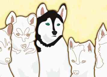 Comment nommer un Husky 9 étapes (avec photos)