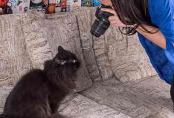 Comment photographier des chats (avec des photos)