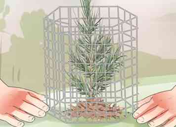 Sådan Plant Cedar Træer (med billeder)