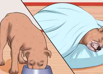 Cómo prevenir la hipoglucemia en perros 10 pasos (con imágenes)