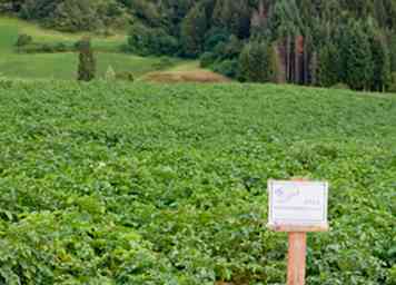 Wie man Diebstahl von einem Gemeinschaftsgarten verhindert: 7 Schritte