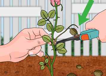 3 maneras de propagar rosas