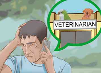 3 formas de proteger a los perros pequeños de las aves rapaces