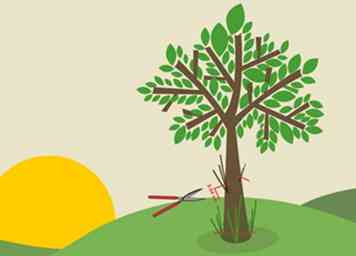 3 formas de podar los árboles de guayaba