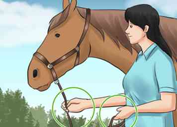 Wie man ein Halsband auf ein Pony setzt - wikiHow