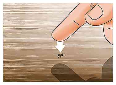 De 4 beste manieren om van mieren af ​​te komen