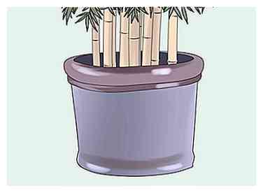 Sådan fjerner du bambus 9 trin (med billeder)