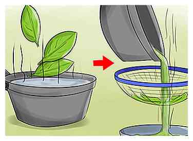 De 2 beste behandelingen om te ontdoen van Poison Ivy Rashes