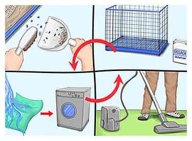 Hoe zich te ontdoen van tropische rattenmijten op Pet Rats 5 stappen