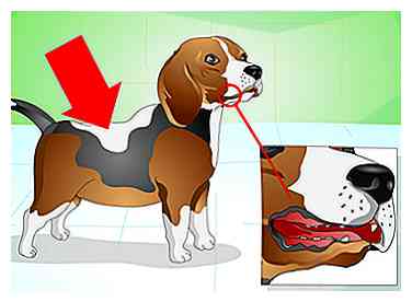 Comment faire pour que votre chien mange de la nourriture pour chien qu'il n'aime pas 14 étapes