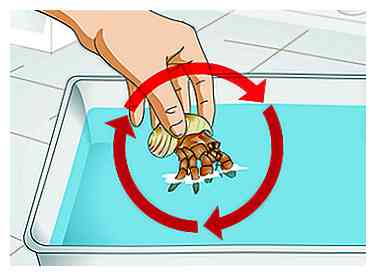 Comment donner à votre bernard l'ermite un bain 9 étapes (avec photos)