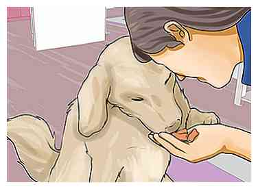 3 måder at pleje en hyperhund på