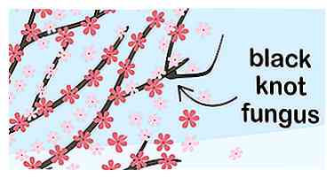 Sådan dyrkes et Cherry Blossom Tree (med billeder)