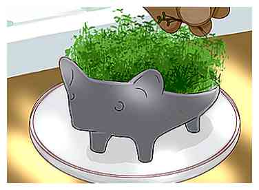 Comment faire pousser un Chia Pet 13 étapes (avec photos)