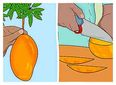 Cómo hacer crecer un árbol de mango (con fotos)
