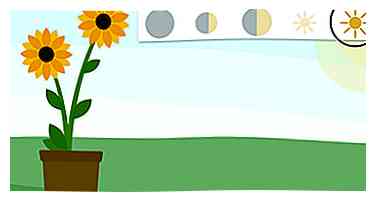 De eenvoudigste manier om een ​​zonnebloem in een pot te laten groeien