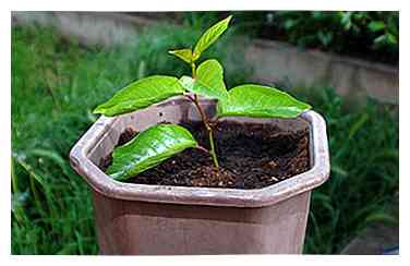 Een Tamarillo-boom in een pot laten groeien 6 stappen (met afbeeldingen)