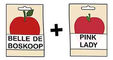 Een Apple Tree groeien uit een zaadje (met afbeeldingen)