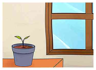 Cómo cultivar plantas de Anthurium 15 pasos (con fotos)