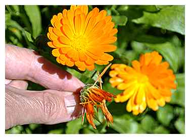 Sådan vokser du Calendula 7 trin (med billeder)