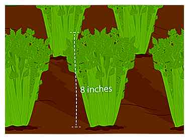 Comment faire pousser du céleri (avec des photos)