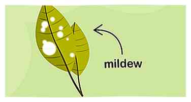 Sådan dyrkes Crepe Myrtle 15 trin (med billeder)
