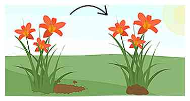 Daglelies groeien 9 stappen (met afbeeldingen)