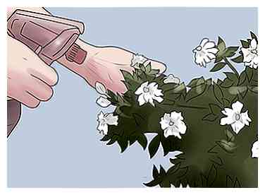 Wie man Gardenias wächst 12 Schritte (mit Bildern)