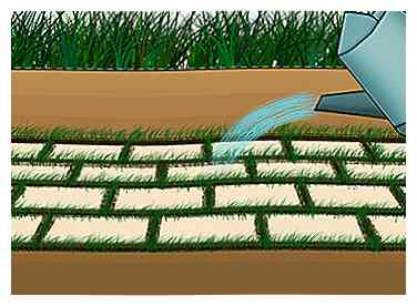 Comment cultiver l'herbe entre les pavés 6 étapes (avec photos)