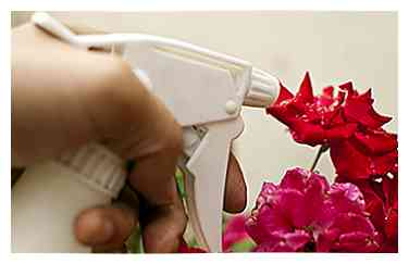 Sådan dyrker du sunde roser ved at kontrollere pulveragtig meldug 4 trin