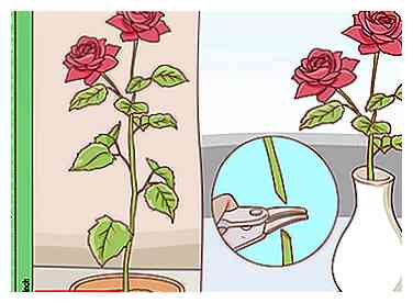Sådan dyrkes lange stamme roser derhjemme (med billeder)