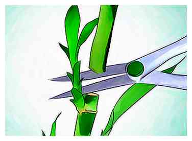 3 maneras de crecer Lucky Bamboo