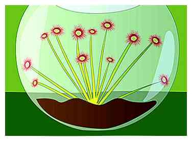 Comment faire pousser des Sundews (avec des photos)