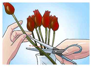 Cómo hacer crecer tulipanes (con fotos)