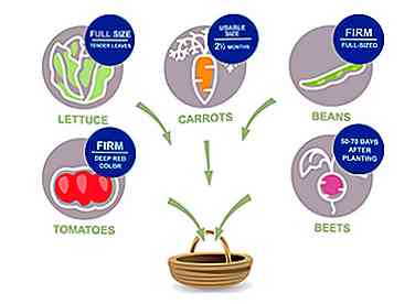 3 façons de cultiver des légumes dans l'Ouest