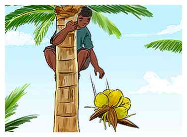 3 måder at høste en kokosnød på