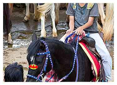 Comment avoir une passion pour les chevaux 15 étapes (avec des photos)