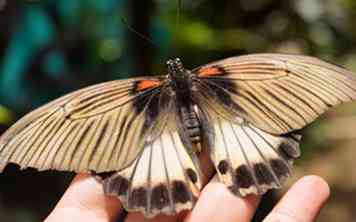 Hoe een vlinder vast te houden 14 stappen (met afbeeldingen)