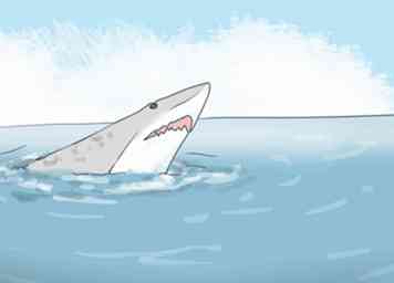 Wie erkenne ich einen Sand Tiger Shark - Gunook
