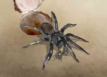 Sådan identificeres en Trapdoor Spider 9 trin (med billeder)
