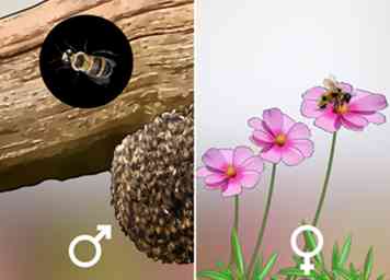 Comment identifier les abeilles 8 étapes (avec photos)