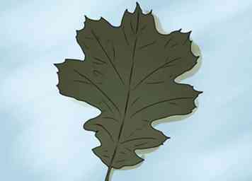 Cómo identificar hojas de roble (con fotos)
