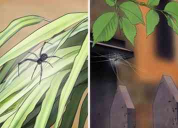 3 måder at identificere edderkopper på
