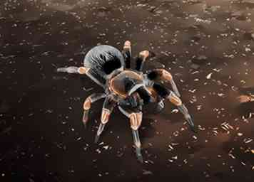 4 måder at identificere de mest almindelige nordamerikanske edderkopparter