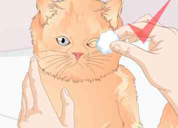 6 måder at holde en kat sund