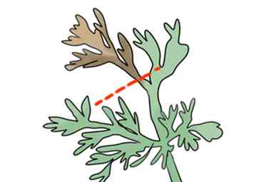 Cómo mantener las Artemisias en buena forma 3 pasos (con fotos)