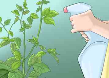 Hoe Perennials gezond te houden 6 stappen (met afbeeldingen)