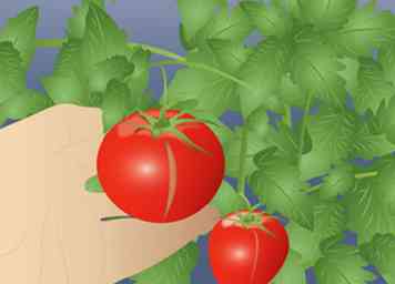 Sådan holder du tomater fra at splitte 6 trin (med billeder)