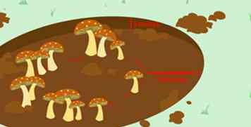 3 formas de matar hongos